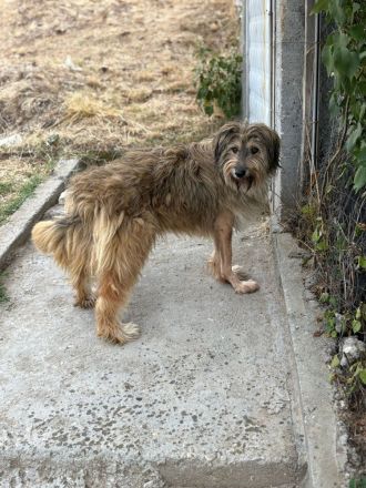 Nira- die süße Hundemaus, wartet auf ihre Familie!🍀🐶