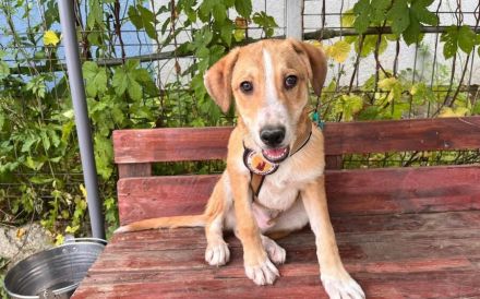 Wer gibt Suna eine Chance?