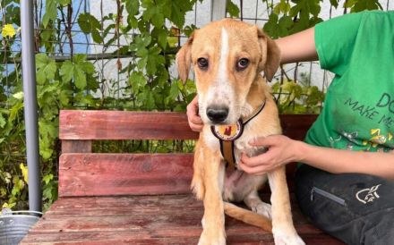 Wer gibt Suna eine Chance?