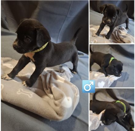 Appenzeller Labrador mix