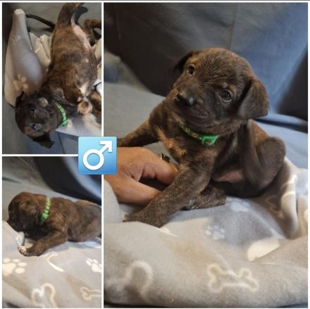 Appenzeller Labrador mix