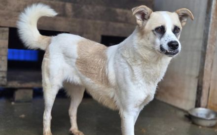 Gütiges Zuhause für Perwoll gesucht