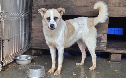 Gütiges Zuhause für Perwoll gesucht