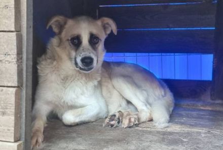 Gütiges Zuhause für Perwoll gesucht