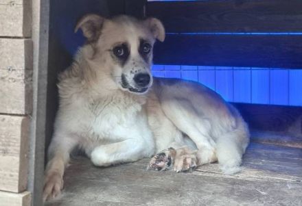 Gütiges Zuhause für Perwoll gesucht