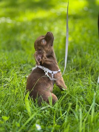 Chihuahua Pomeranianen mix