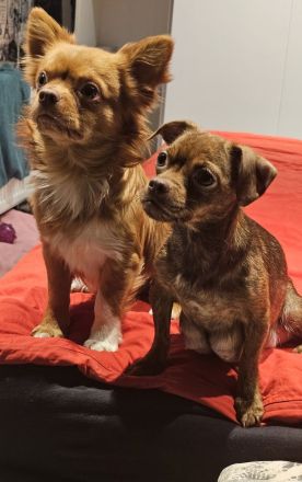Chihuahua Pomeranianen mix