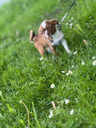 Chihuahua Pomeranianen mix
