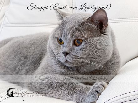 Cattery of Seasand-Blueberrys