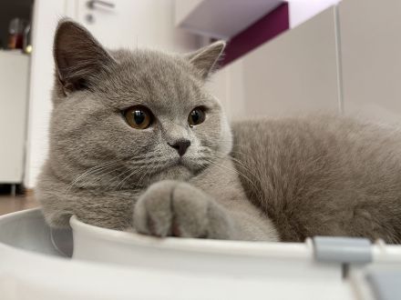 Cattery of Seasand-Blueberrys