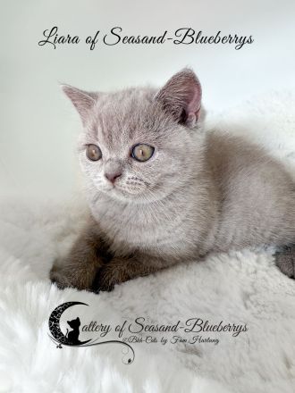 2 reinrassige BKH Kitten, exzellenter Stammbaum, Gesundheitszeugnis, suchen neues Kuschelplätzchen