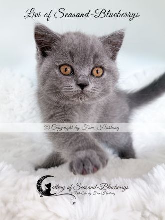 2 reinrassige BKH Kitten, exzellenter Stammbaum, Gesundheitszeugnis, suchen neues Kuschelplätzchen