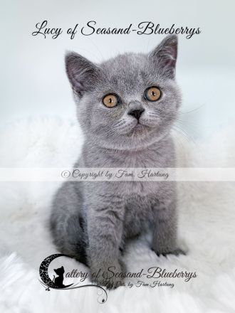 2 reinrassige BKH Kitten, exzellenter Stammbaum, Gesundheitszeugnis, suchen neues Kuschelplätzchen