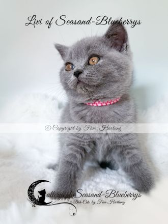 2 reinrassige BKH Kitten, exzellenter Stammbaum, Gesundheitszeugnis, suchen neues Kuschelplätzchen