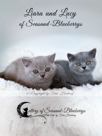 2 reinrassige BKH Kitten, exzellenter Stammbaum, Gesundheitszeugnis, suchen neues Kuschelplätzchen