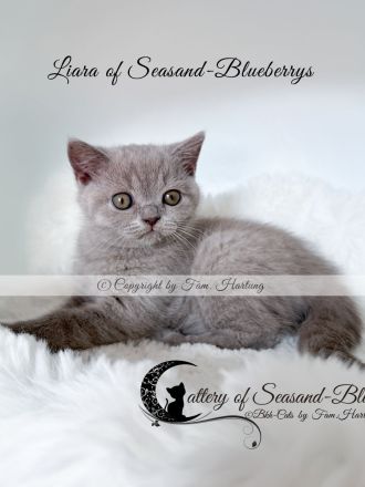 2 reinrassige BKH Kitten, exzellenter Stammbaum, Gesundheitszeugnis, suchen neues Kuschelplätzchen