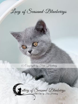 2 reinrassige BKH Kitten, exzellenter Stammbaum, Gesundheitszeugnis, suchen neues Kuschelplätzchen