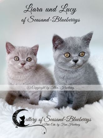 2 reinrassige BKH Kitten, exzellenter Stammbaum, Gesundheitszeugnis, suchen neues Kuschelplätzchen