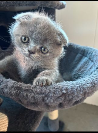 Britisch Kurzhaar Kitte