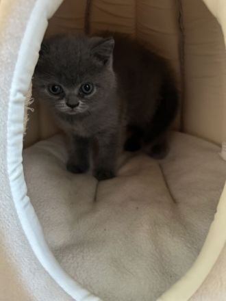 Britisch Kurzhaar Kitte