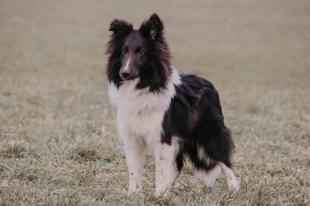 Zoel-Sam of Melena‘s Dream