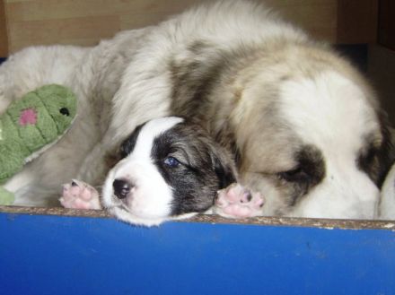 Mastin de los Pirineos Welpen