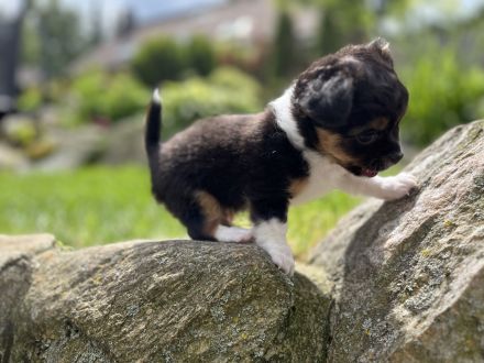 Chihuahua Welpe Rüde