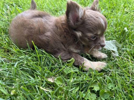 Chihuahua Welpe Rüde