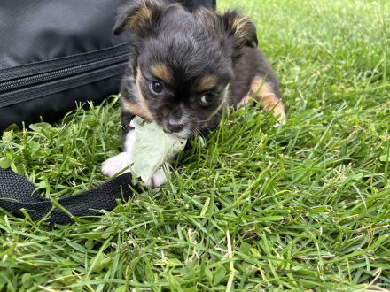 Chihuahua Welpe Rüde