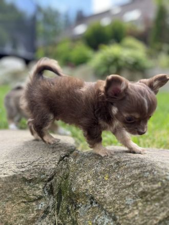 Chihuahua Welpe Rüde