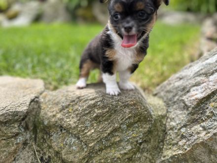 Chihuahua Welpe Rüde