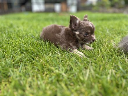 Chihuahua Welpe Rüde