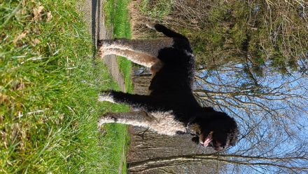 Königspudel Deckrüde