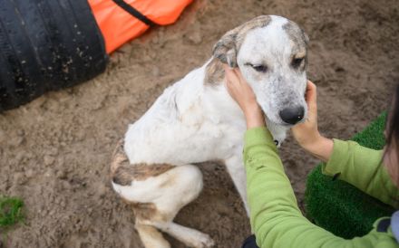 Welpenmädchen Bella