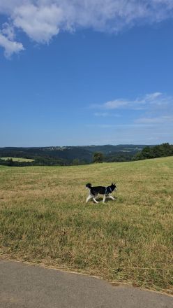 Husky Rüde 6 Monate alt