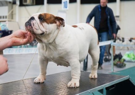 Reinrassiges, wunderschönes und süßes Englisches Bulldoggenmädchen mit FCI-Papieren