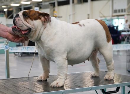 Reinrassiges, wunderschönes und süßes Englisches Bulldoggenmädchen mit FCI-Papieren