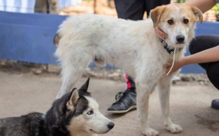 Semmerl wartet auf seine Chance