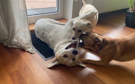 Entspannter Familienhund Semmerl wartet auf seine Chance!