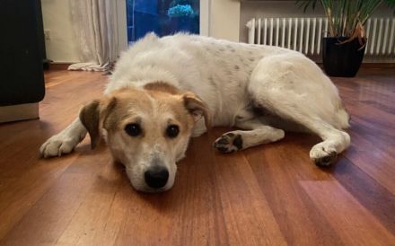 Entspannter Familienhund Semmerl wartet auf seine Chance!
