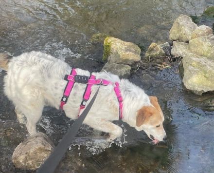 Entspannter Familienhund Semmerl wartet auf seine Chance!