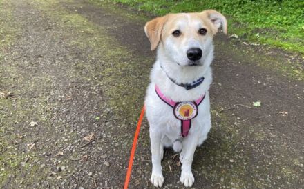 Entspannter Familienhund Semmerl wartet auf seine Chance!