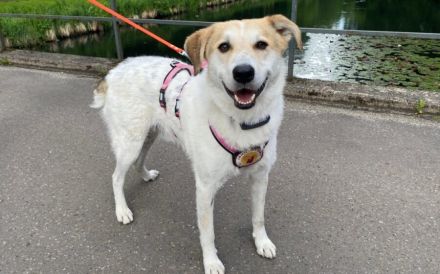 Entspannter Familienhund Semmerl wartet auf seine Chance!