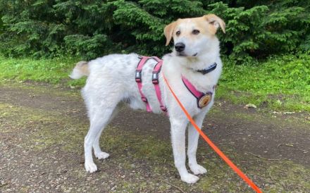 Entspannter Familienhund Semmerl wartet auf seine Chance!