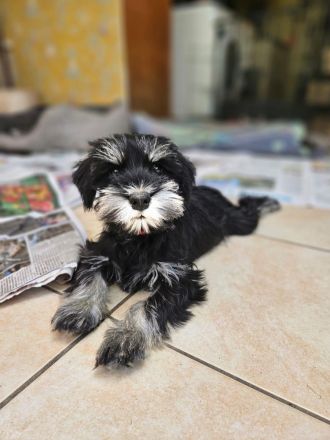 Zwergschnauzer schwarz-silber