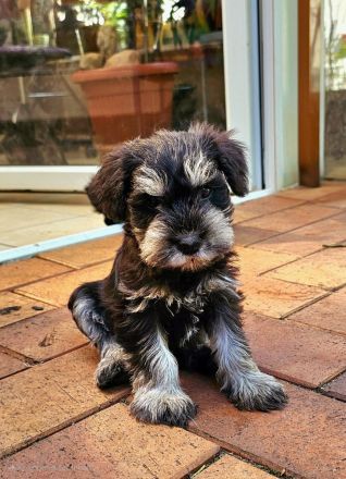 Zwergschnauzer schwarz-silber