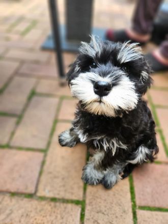 Zwergschnauzer schwarz-silber