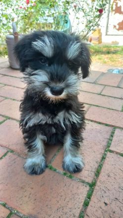 Zwergschnauzer schwarz-silber