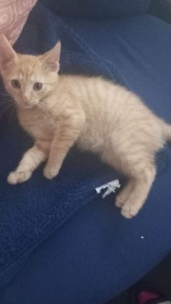 1 kleiner Kater  sucht noch ein Zuhause