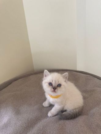 BKH Kitten in blue point und lilac point mit blauen Augen